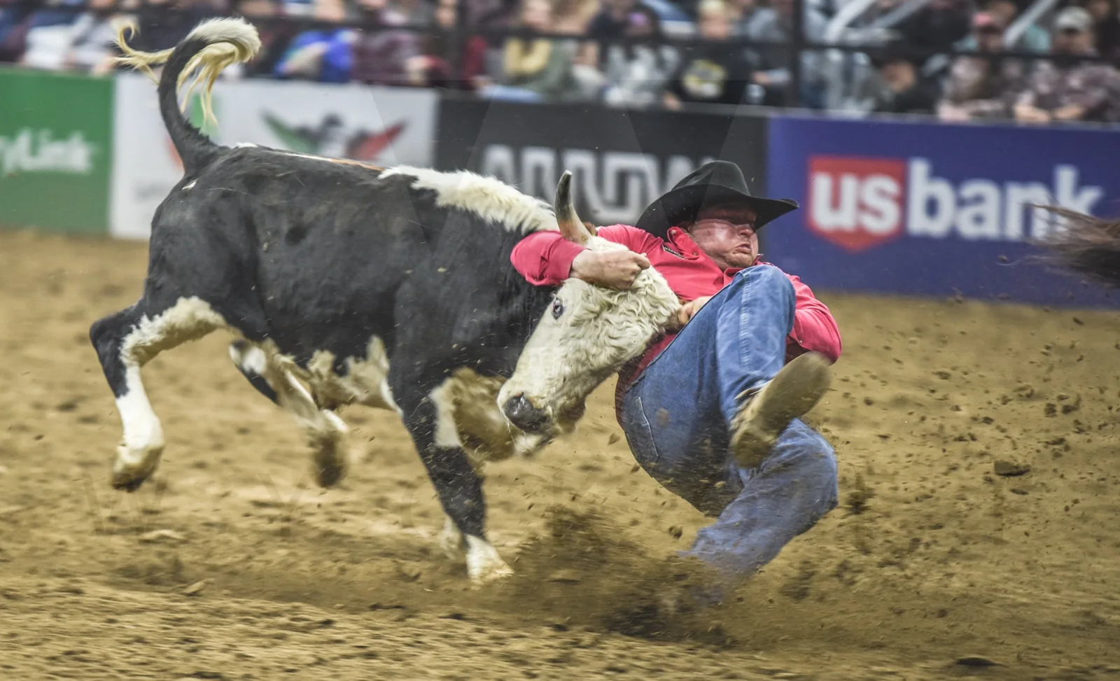 A cowboy wrestles a charging bull in a dirt rodeo arena