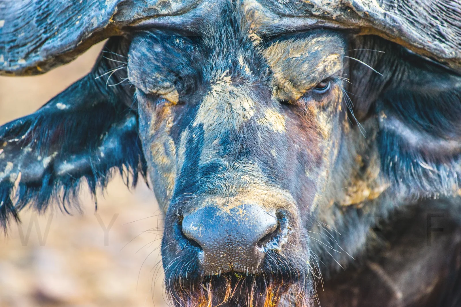 Close-up of a mud-covered water buffalo